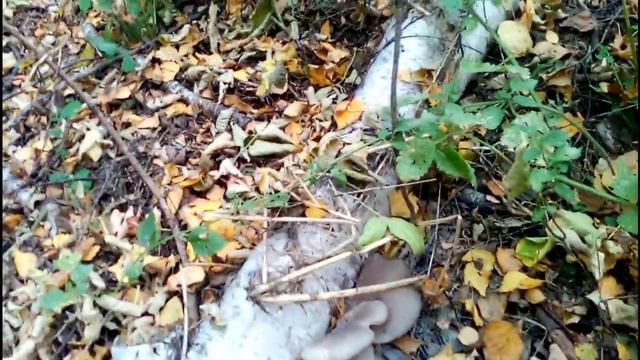 Поход в Лес по Грибы смотреть онлайн