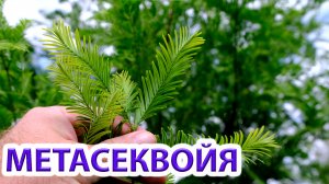 Метасеквойя нашего сада. Росотов-на-Дону.