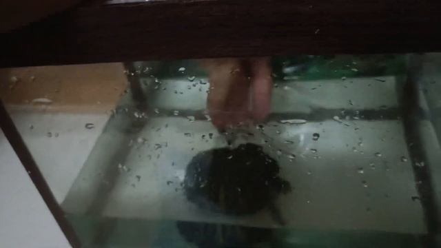 как помыть красноухою черепаху урок влог #влог #красноухаячерепаха #turtle#черепаха #сute#how