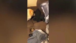 Смешные животные/Засмеялся подписался