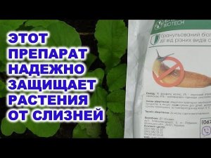 Этот биопрепарат - надежная защита от слизней Reliable protection of plants from slugs