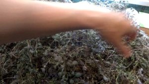 Чабрец. Когда собирать чабрец. Свойства чабреца