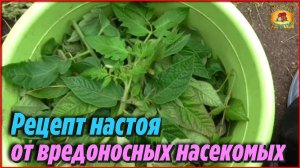 Как я использую ботву томатов Рецепт настоя от вредоносных насекомых с пользой для сада и огорода