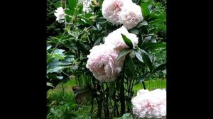 Пион Памяти Академика Цицина