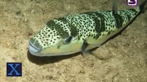 Ядовитая рыба Фугу мигрировала в Крым