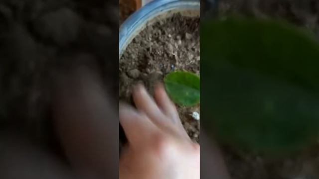 Hibiscus Plant Care And Fertilizer Hibiscus Plant Fertilizer/Solution for many problems. смотреть онлайн