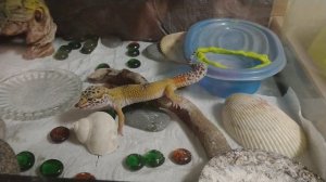 как правильно кормить #эублефар