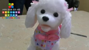 Интерактивная лающая собака (собачка ми ми) на поводке. Игрушка