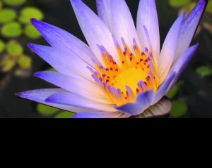 релакс видео