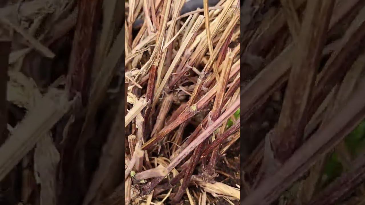 Взрослый клематис не всходит. В чем причина. Саженцы. Каталог в вацапе 89193271772 смотреть онлайн