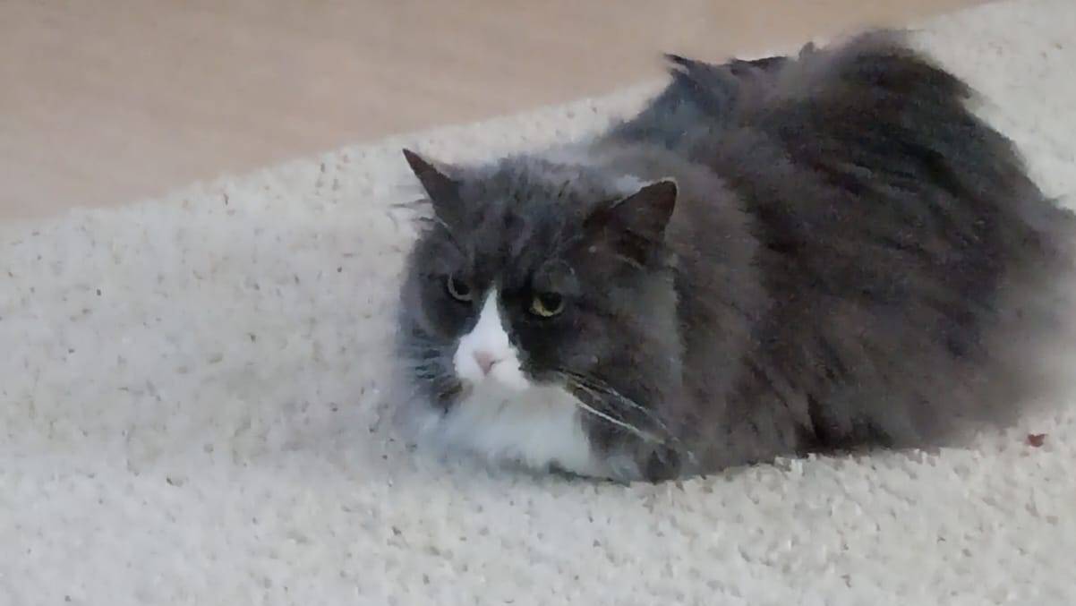 первая видео