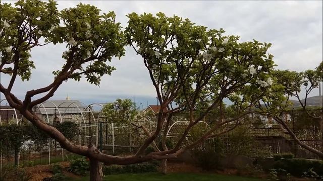 Сад на 25 мая. Чем обработать яблони весной от вредителей. смотреть онлайн