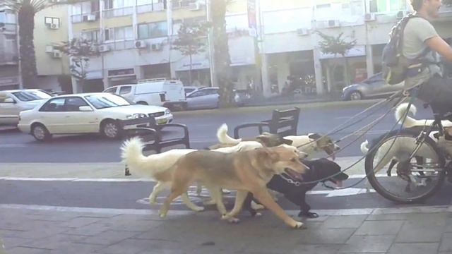 רכיבת כלבים בתל אביב смотреть онлайн