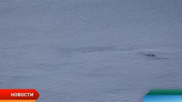 В Нарьян-Маре проходит экспертный семинар по развитию Арктики смотреть онлайн