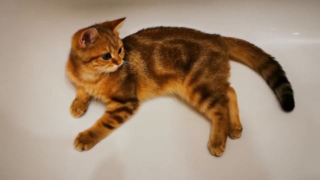 Кот в ванне. Что он будет делать?