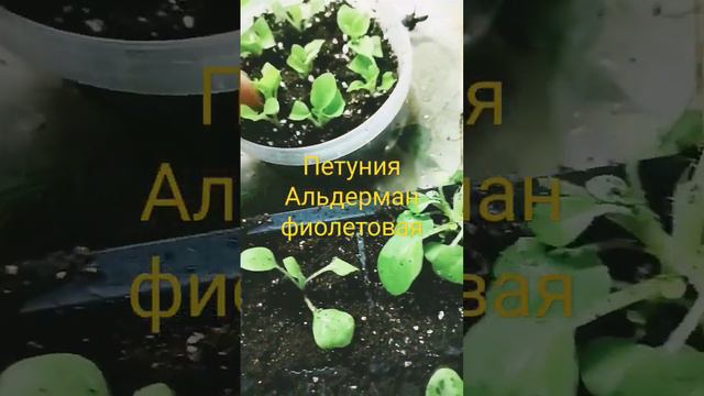 Черенкую петунию, сбрызну водой и поставлю под лампы круглосуточно, проветривать 2 раза в день,опры