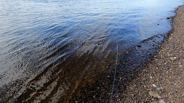 Рыбалка на морковку / Этот цвет сводит окуня сума / Окунь на отводной поводок