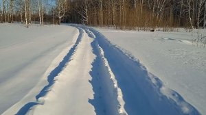 Гулять становится тяжелее. Снега в лесу по пояс.