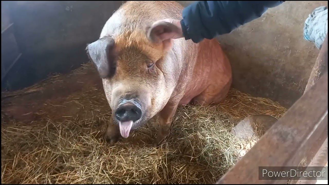 Есть мясо, сало на продажу смотреть онлайн