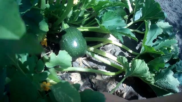 самое солнечное видео! огород, уборка лука, подсолнухи. лето в деревне. смотреть онлайн