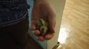 Как быстро высушить птенцов