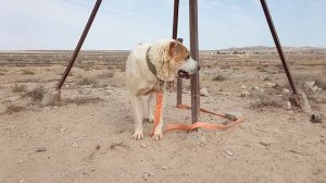 Йылдыз Хан на Форсажах сильный Духом Кобель! Туркменский Алабай