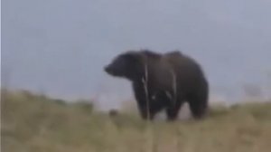 ОХОТА на МЕДВЕДЯ реальная охота Extreme Bear Hunting in Kodiac   Grizzly Bear Caccia all'orso Chass