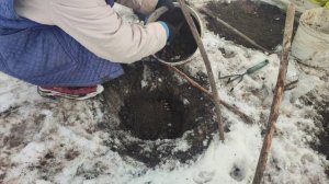 Сравниваем посадки пионов! Весело о серьезном!