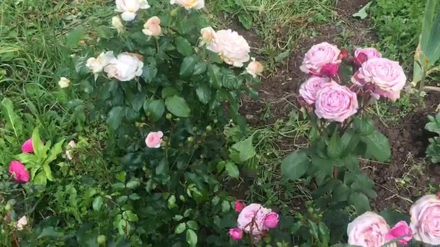 Розы ВАЛФЕРДАНЖ (Розы ВАЛФЕРДАНЖ) смотреть онлайн