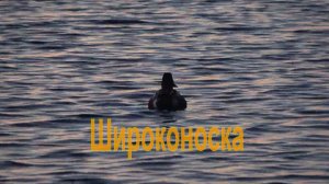 Утка широконоска (Spatula clypeata) голос селезня