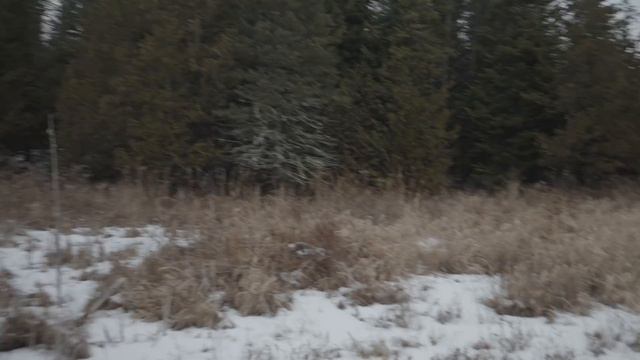 Tom Green Goes For A Winter Walk In The Woods At His Home смотреть онлайн