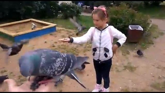 ?️КОРМИМ?️ ГОЛУБЕЙ С? РУК. Птицы в городе.Спасибо за просмотры.Премного благодарены! смотреть онлайн