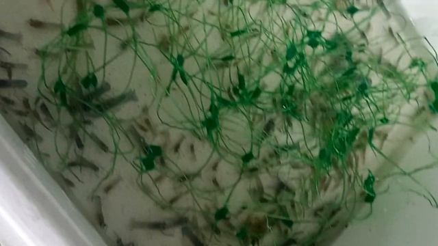 Узв для раков смотреть онлайн