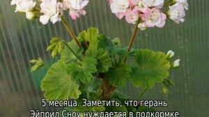 Пеларгония April snow