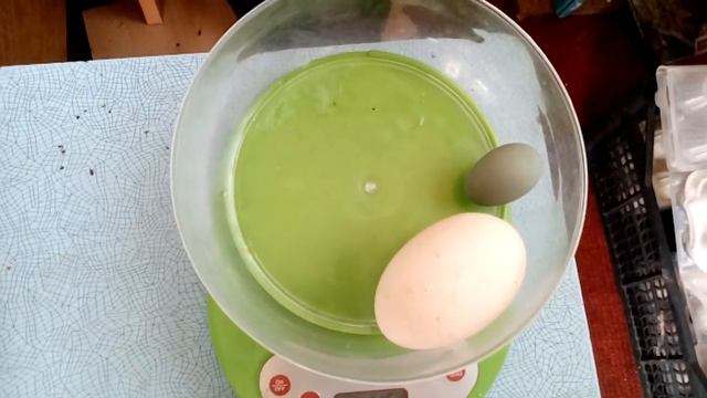 Яйца, как у слона уши. Мини яйцо кур в Кубеинке смотреть онлайн