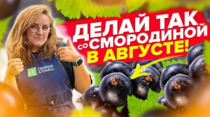 УХОД ЗА СМОРОДИНОЙ В АВГУСТЕ! ПОСЛЕ УБОРКИ УРОЖАЯ