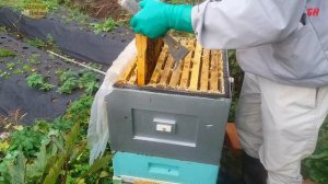 сентябрь, настраиваем вентиляцию в улье