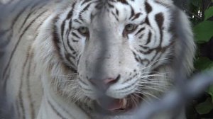 Как живут тигры Раджа и Леди Ди? Красивая тигриная пара!