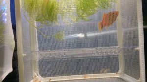 релакс. аквариум. рыбки