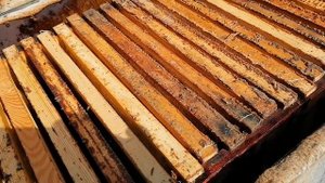 Воскотопка электрическая, четвёртый сезон полёт нормальный.