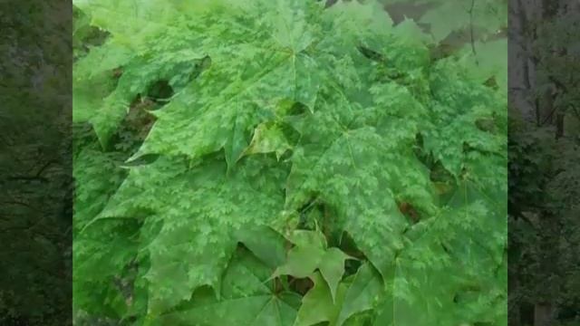 Acer platanoides 'Globosum' смотреть онлайн