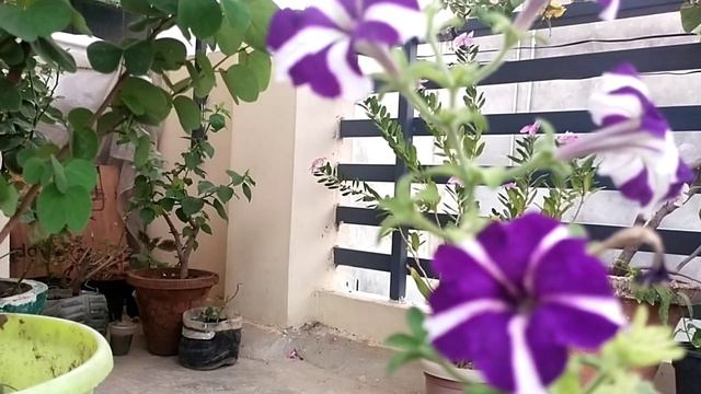 How to Grow Petunia Flower Plant from Seeds / Cutting,पेटूनिया फूल के पौधे की देखभाल किस प्रकार करे