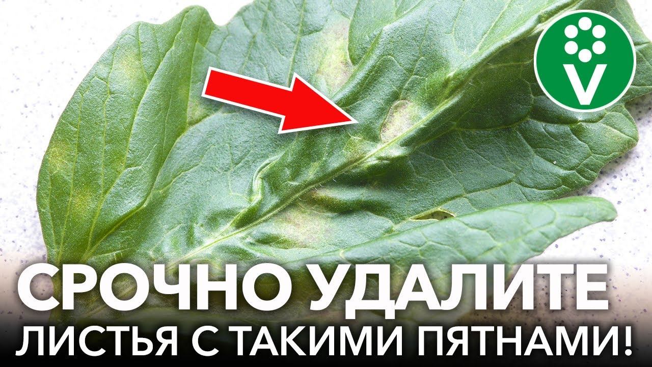 ОПЯТЬ КЛАДОСПОРИОЗ НА ПОМИДОРАХ? Вот действенные и безопасные способы победить опасный грибок