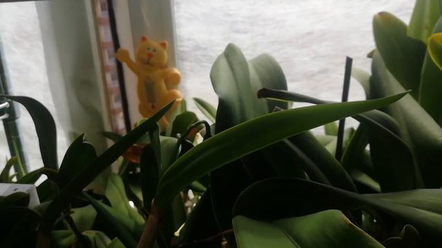 Спасение Орхидей от ожогов на листьях в жару✔️Суп из корней при частом поливе в жару/MOSCOW VLOG/ смотреть онлайн