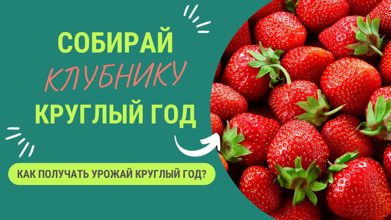 СОБИРАЙ УРОЖАЙ КЛУБНИКИ КРУГЛЫЙ ГОД!