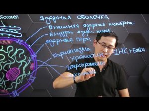 Ядро. 10 класс.