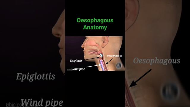 Oesophagous Anatomy | Eppiglottis Anatomy | Windpipe Anatomy | Human Anatomy | Trachea Anatomy #nee