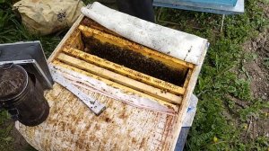 Работа с пчелами весной 8-ая неделя. Подсадка неплодной матки