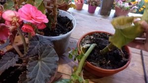 БЕГОНИЯ Как сохранить зимой. #бегония#клубневаябегония#какхранитьклубневуюбегонию#сохранитьбегонию