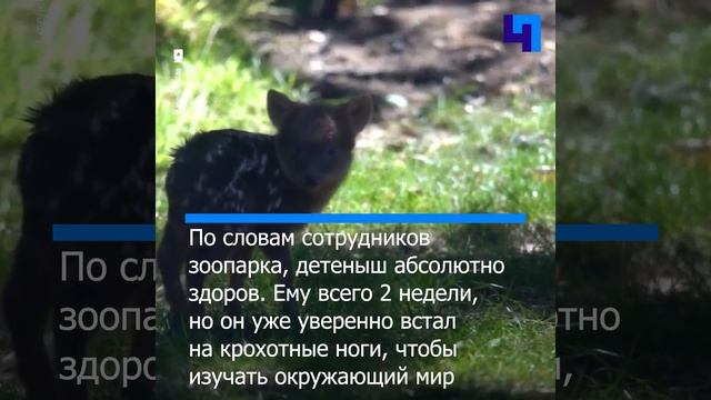 В зоопарке Окленда родился крохотный олененок пуду